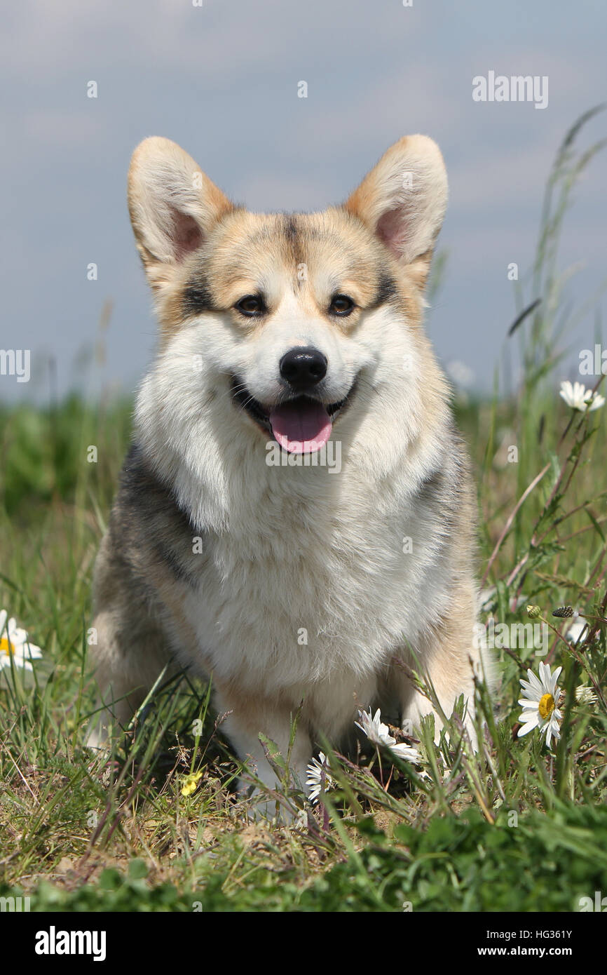 Welsh corgi sitting hi-res stock photography and images - Alamy