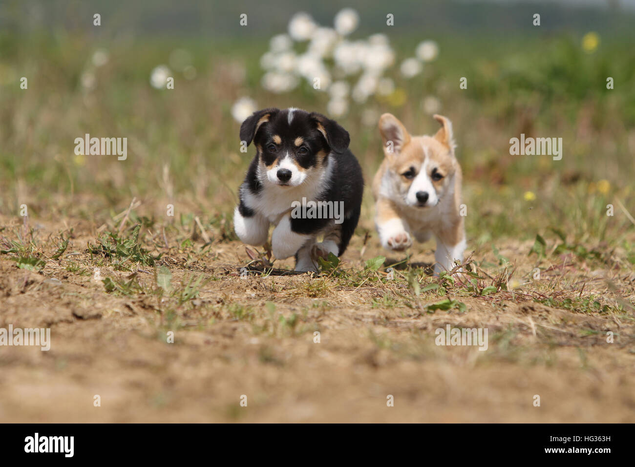 Corgi puppies hot sale running