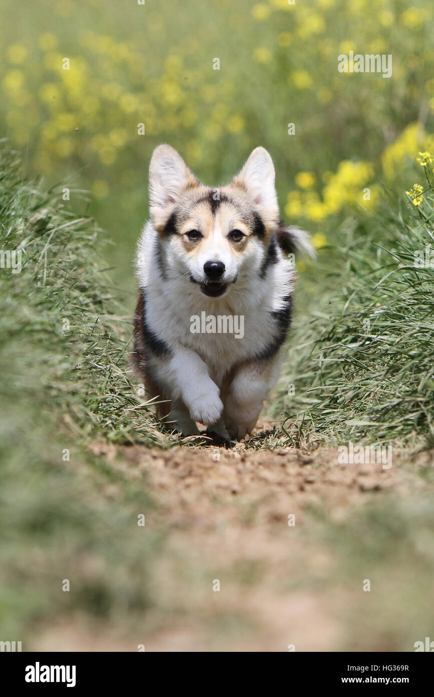 Dog  Pembroke Welsh corgi adult running face Stock Photo