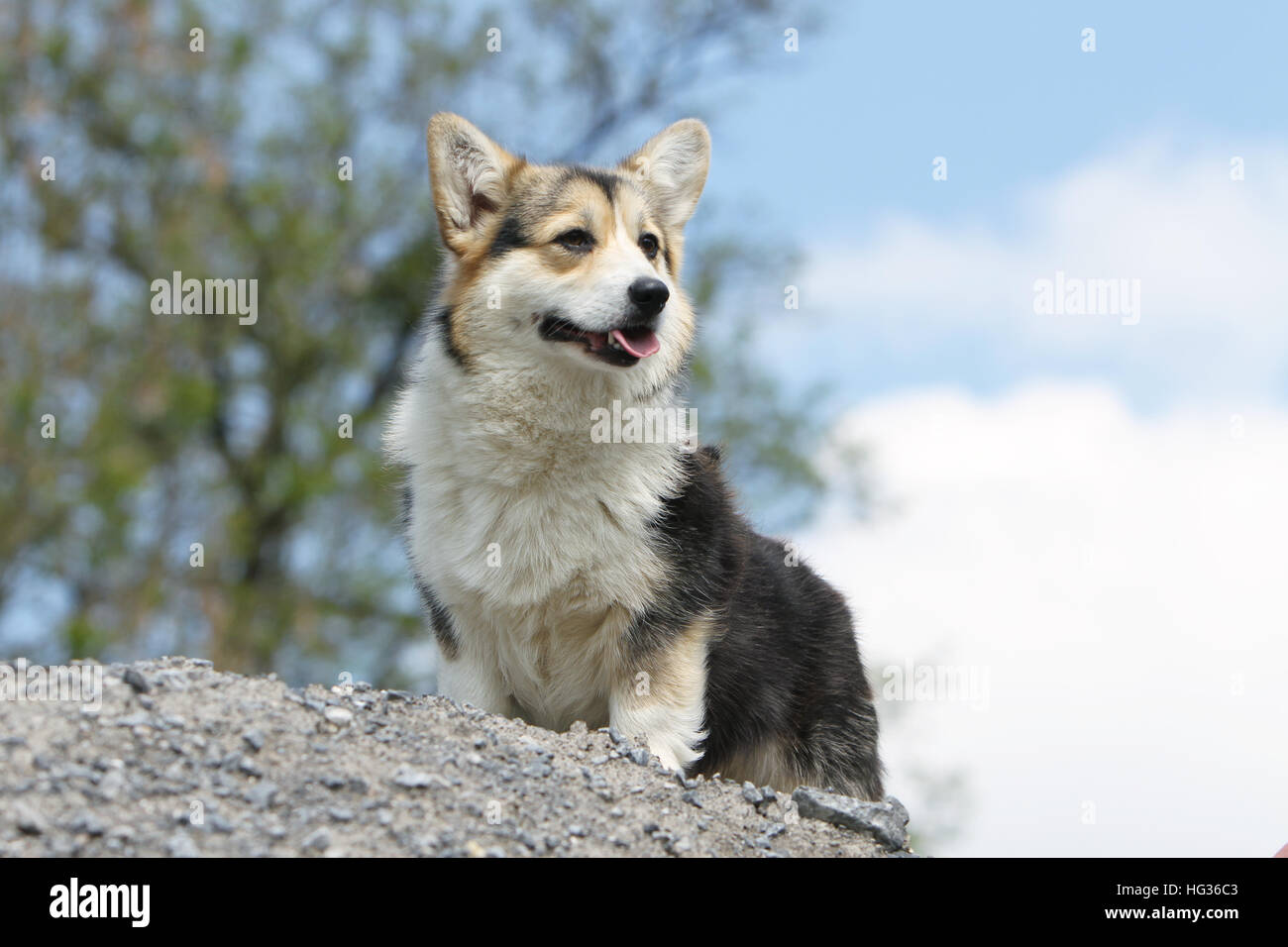 Dog Pembroke Welsh corgi adult face On rocks tricolor Stock Photo - Alamy