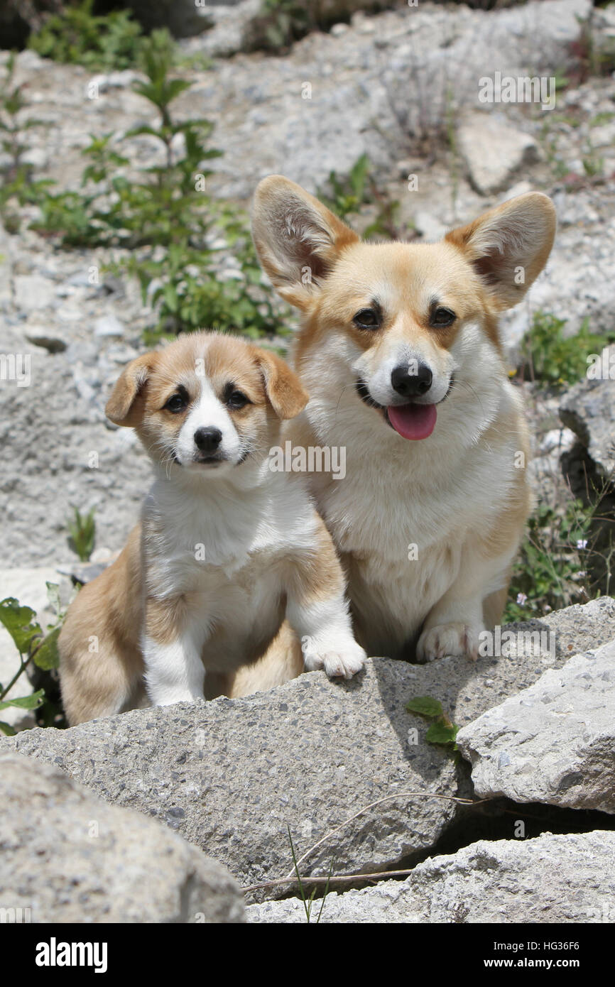 Corgi Mums Rock Corgi Mums Rock