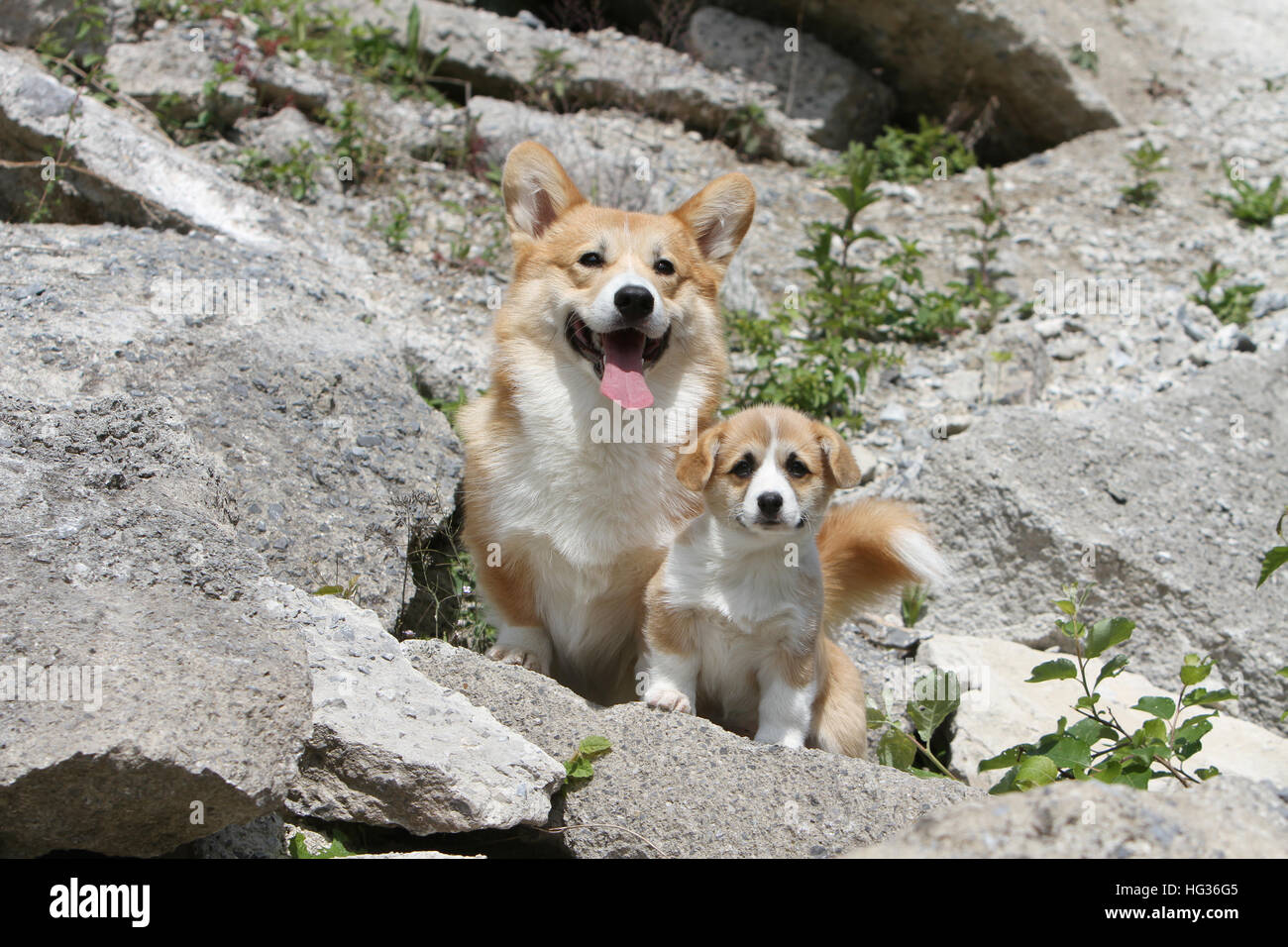 Corgi Mums Rock Corgi Mums Rock