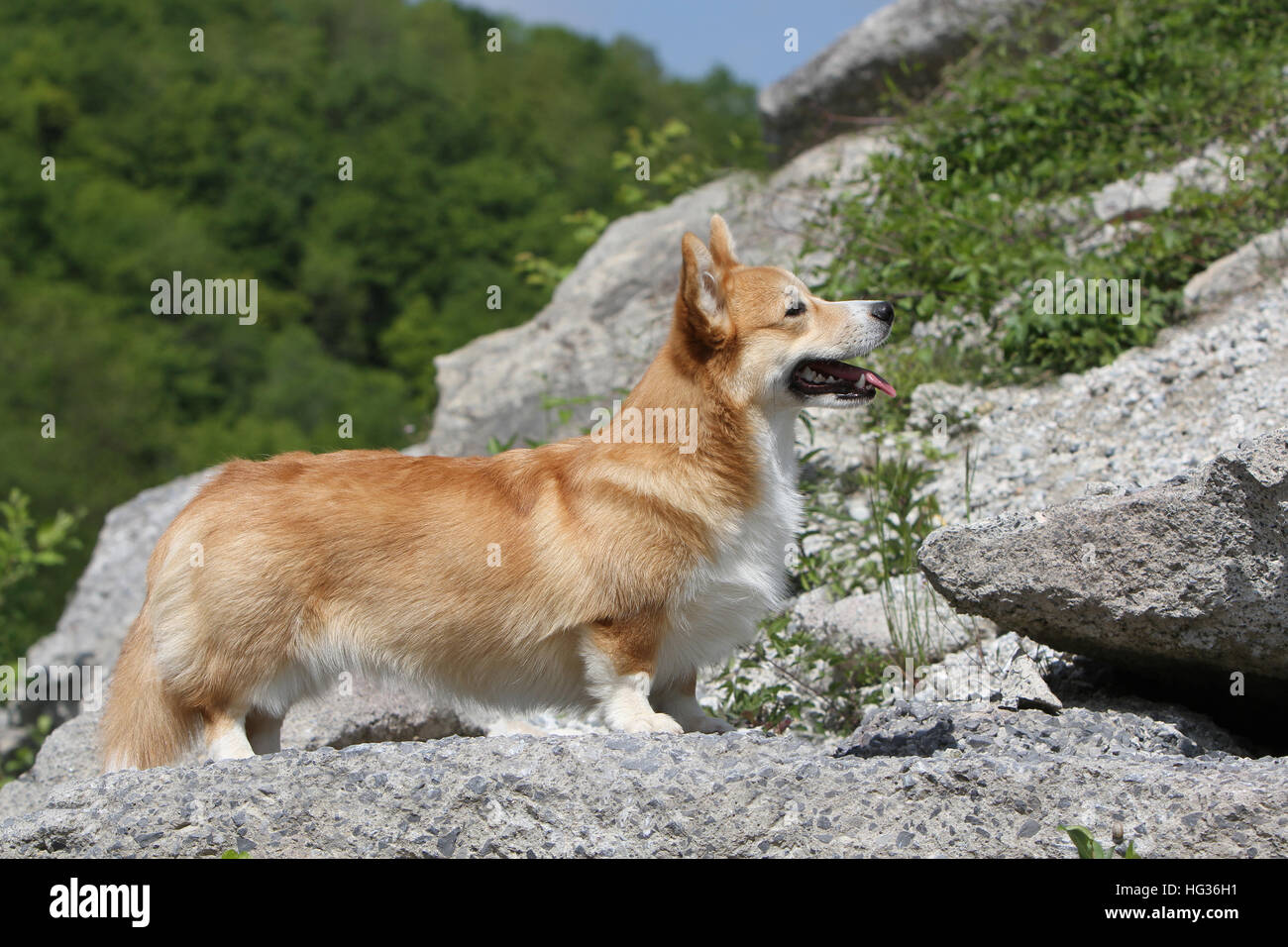 Welsh corgi pembroke rocks hi-res stock photography and images - Alamy