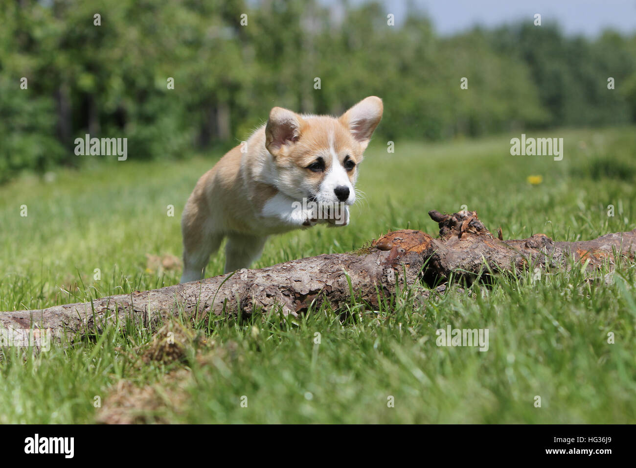 Corgi puppy jump hi-res stock photography and images - Alamy
