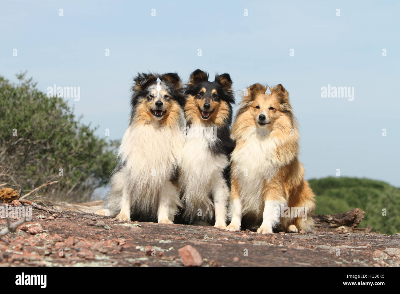 Dog Shetland Sheepdog / Sheltie / three adults (different colors) sitting  in a rock Stock Photo - Alamy