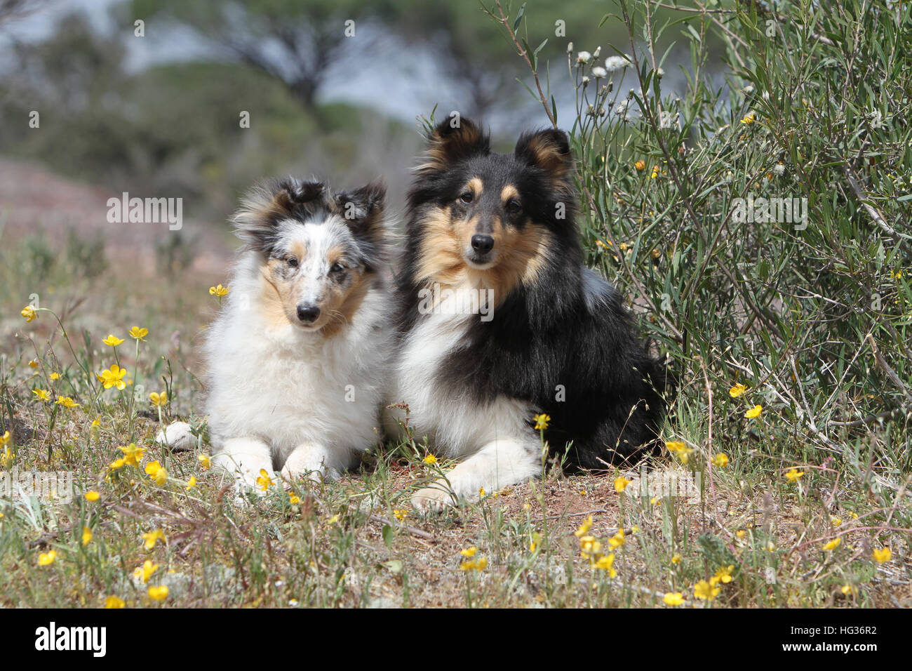 Dog Shetland Sheepdog / Sheltie / adult and puppy sitting in a meadow ...