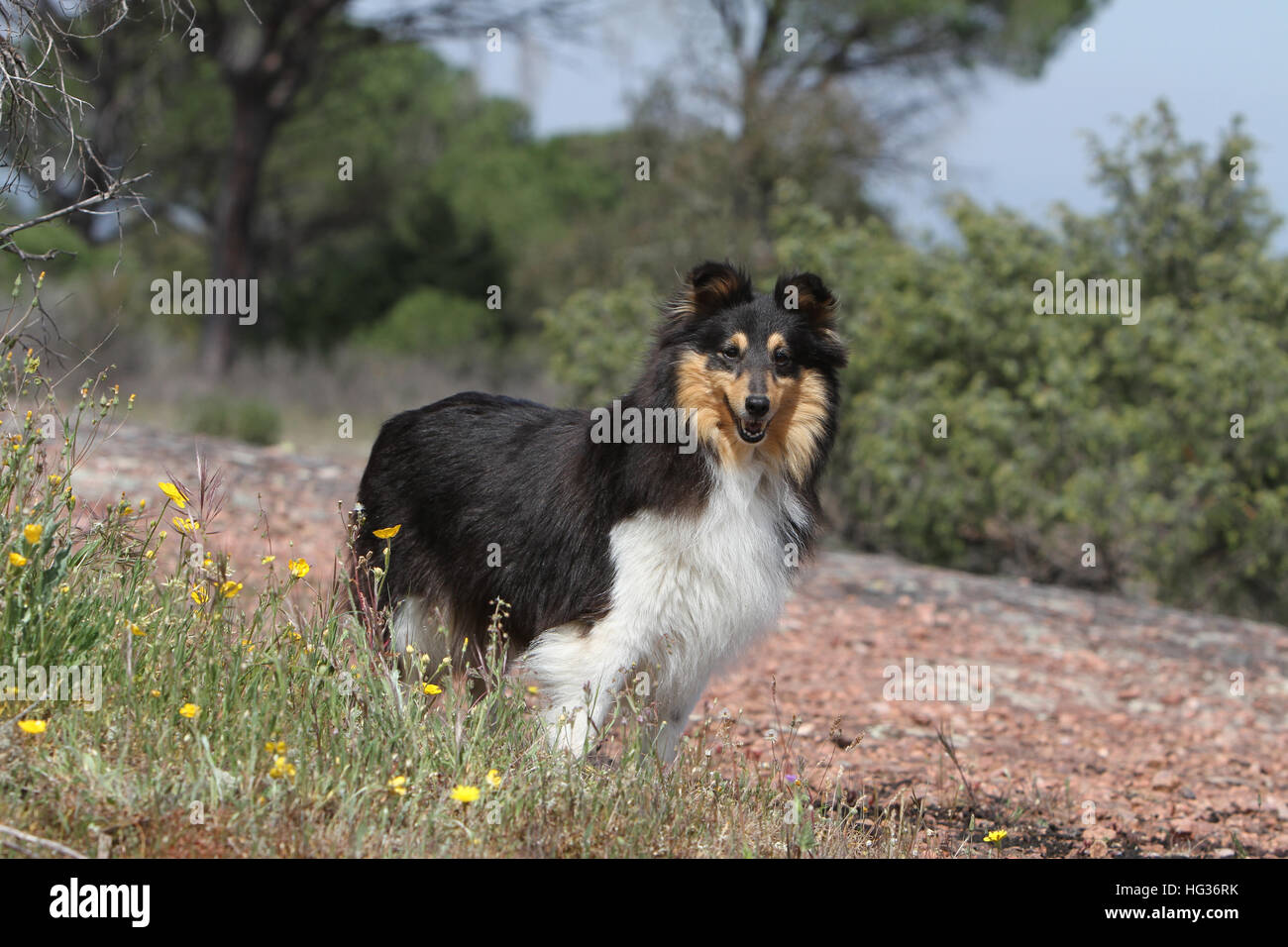 Dog Shetland Sheepdog / Sheltie adult (tricolor) standing in a meadow ...