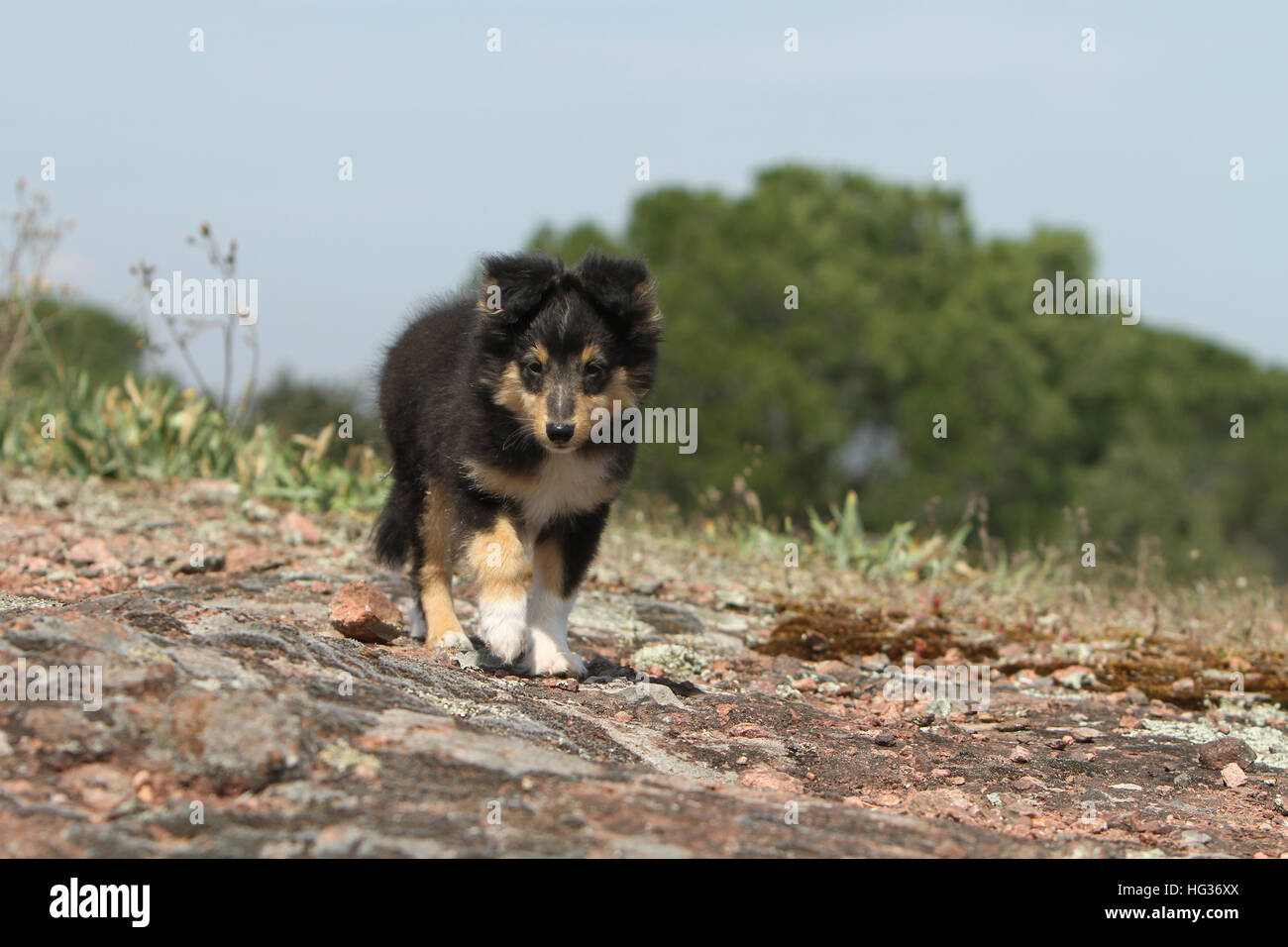 Tri Color Running Tricolor shetland sheepdog hi-res stock photography and images - Alamy