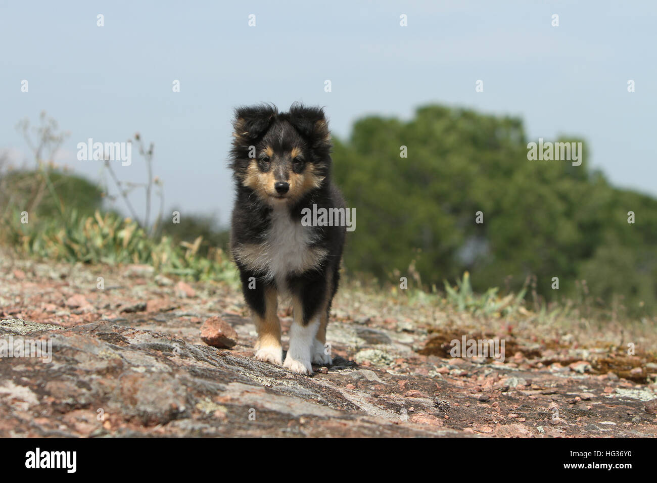 Dog Shetland Sheepdog / Sheltie / puppy (tricolor) running in a meadow ...