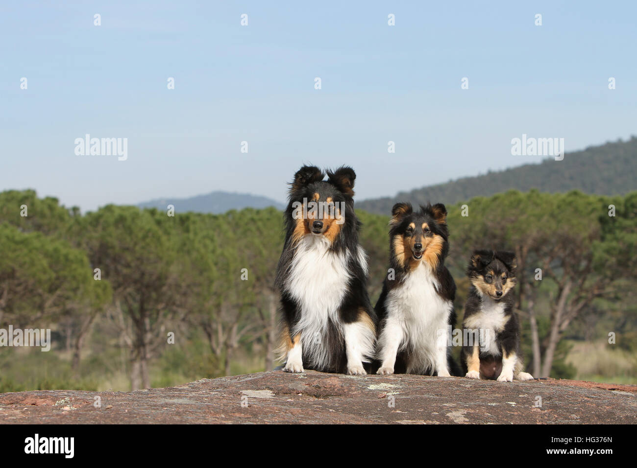 sheltie shepherd puppies