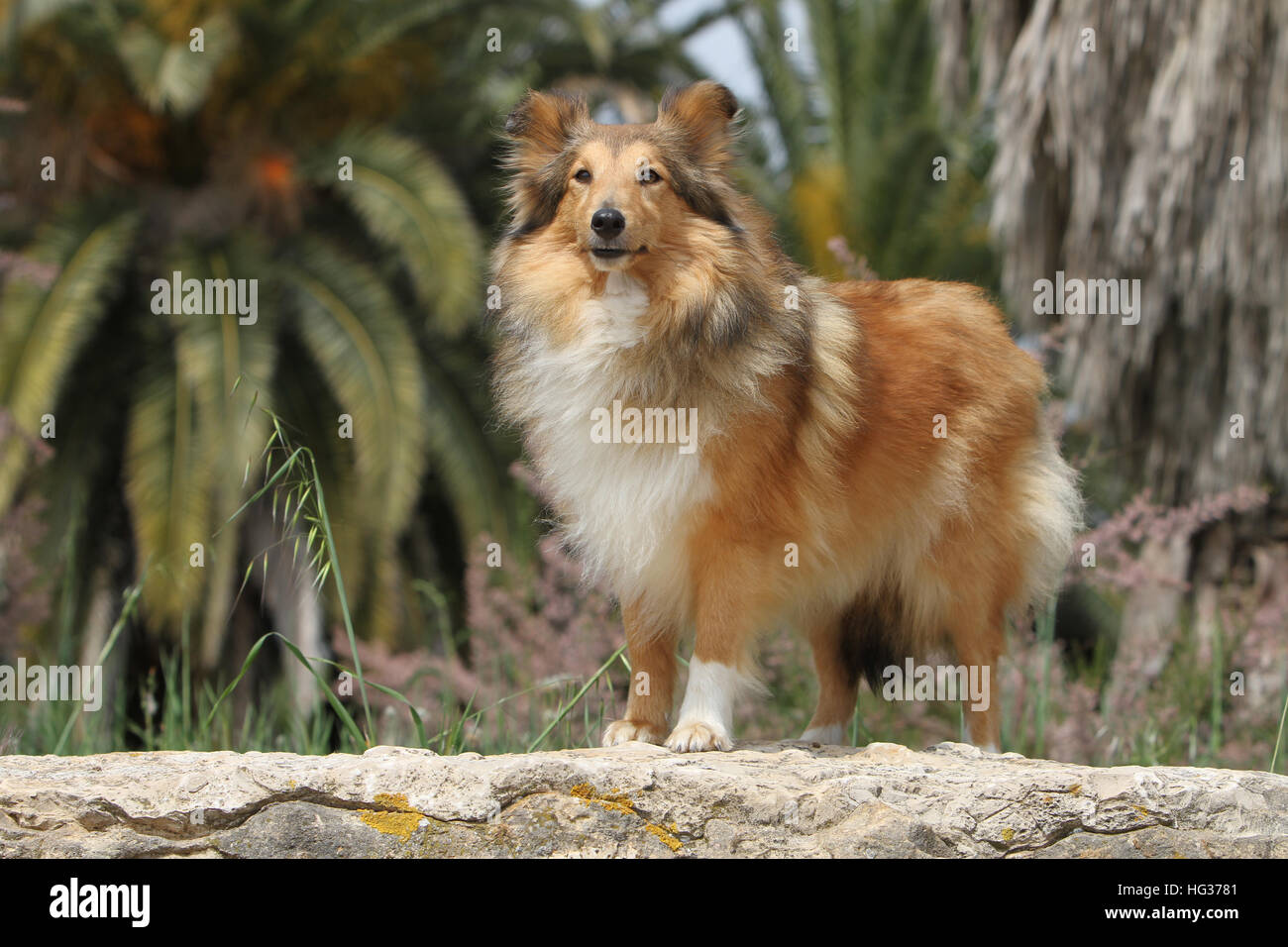 Dog Shetland Sheepdog / Sheltie adult (sable white) standing on a rock Stock Photo