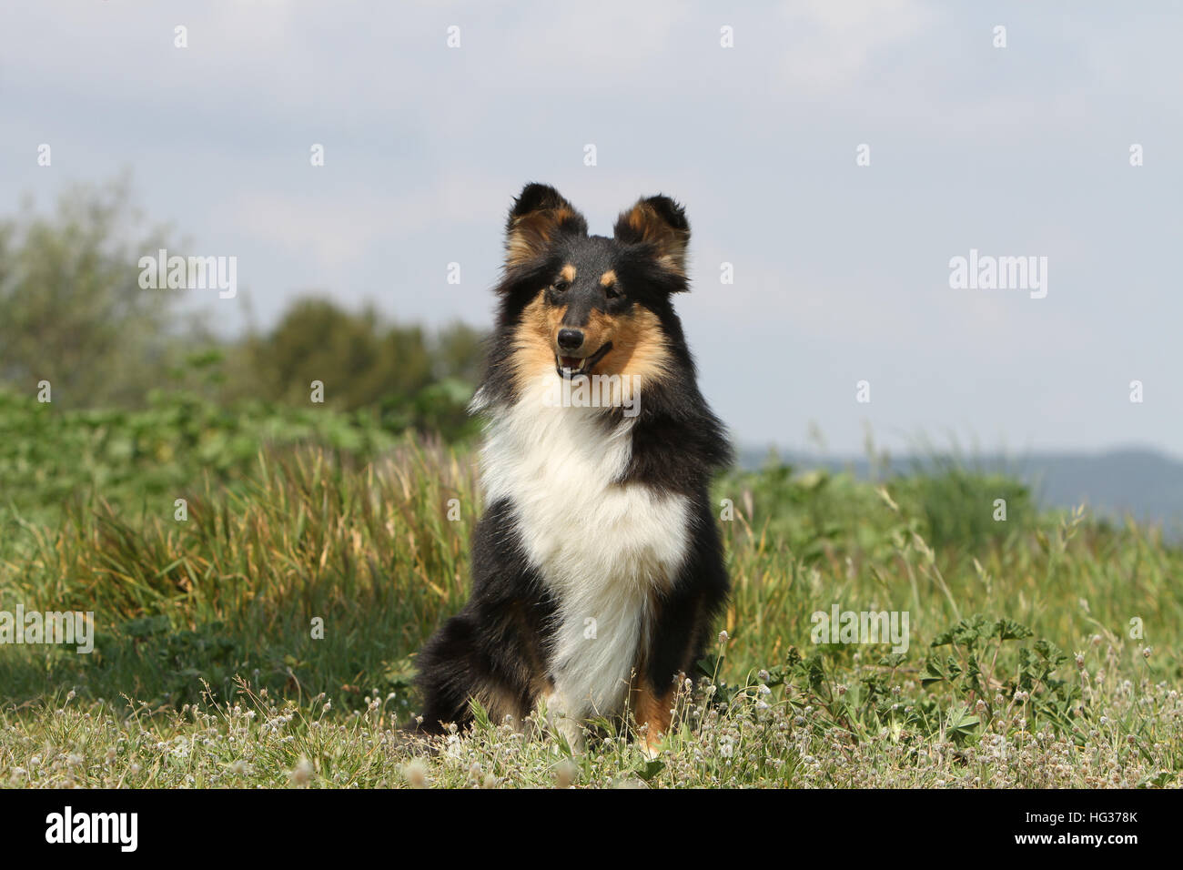 Dog Shetland Sheepdog / Sheltie adult (tricolor) sitting in a meadow Stock Photo