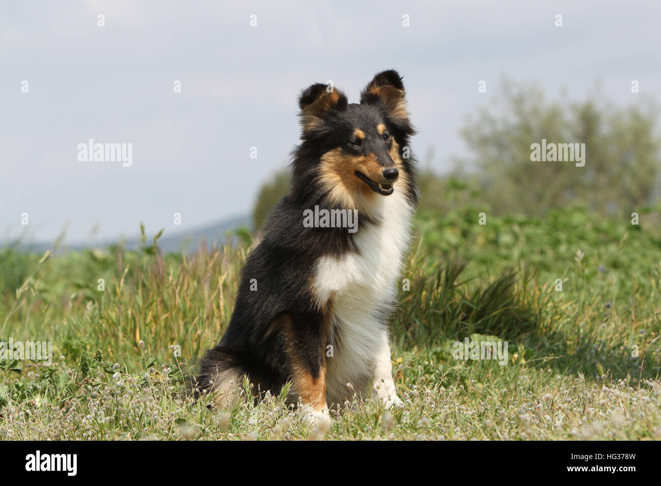 Dog Shetland Sheepdog / Sheltie adult (tricolor) sitting in a meadow Stock Photo