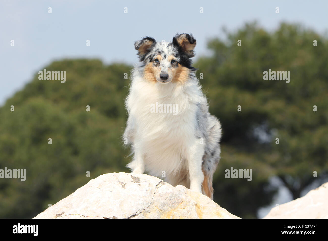 Dog Shetland Sheepdog / Sheltie / adult standing on a rock forest ...