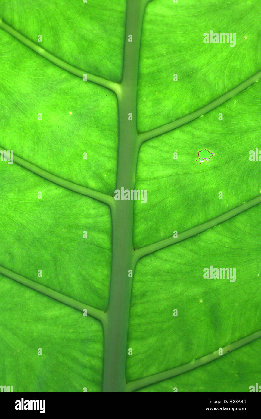 part of green leaf Stock Photo