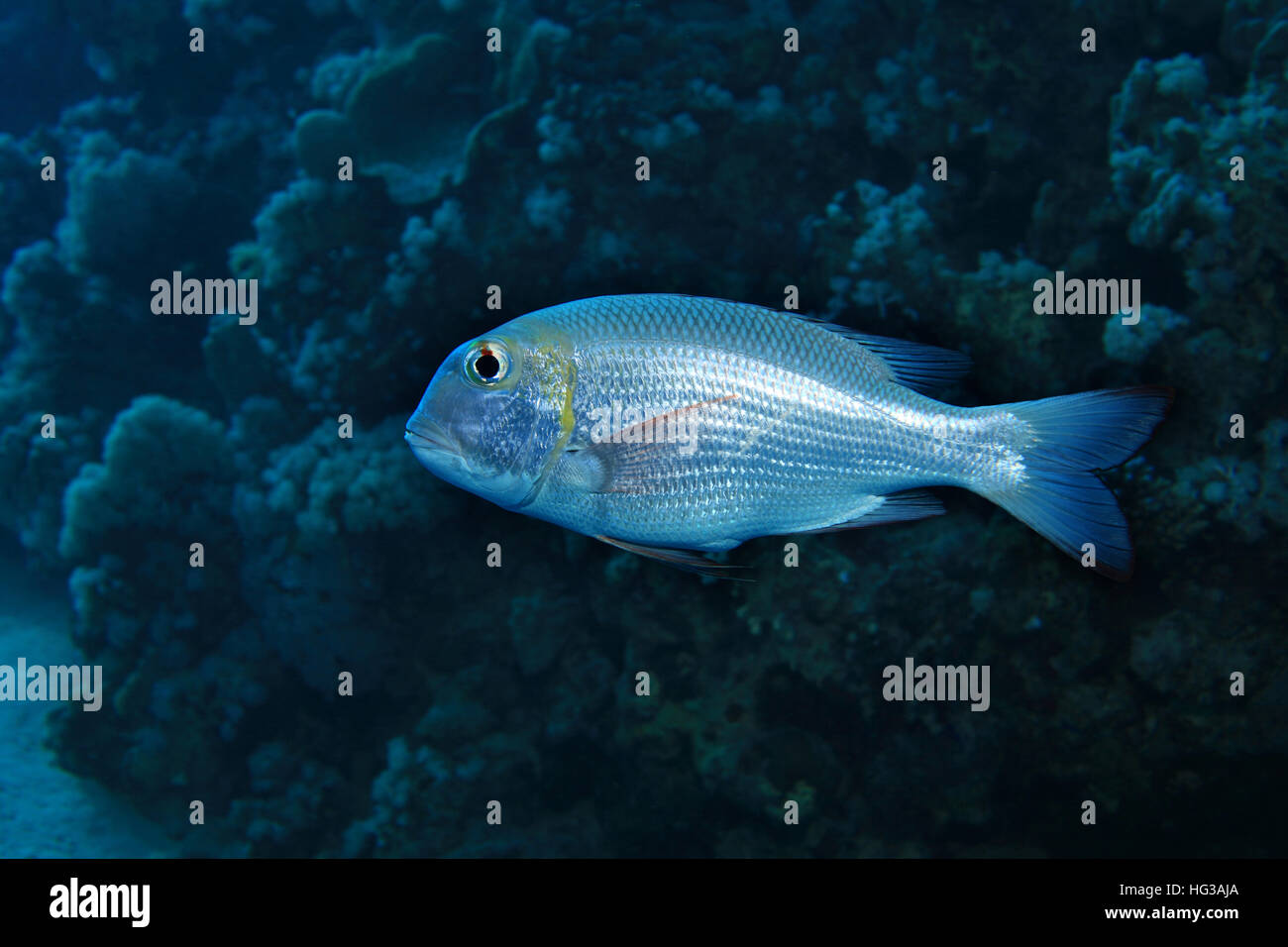 Bigeye emperor fish (Monotaxis grandoculis) underwater in the tropical reef of the red sea Stock Photo
