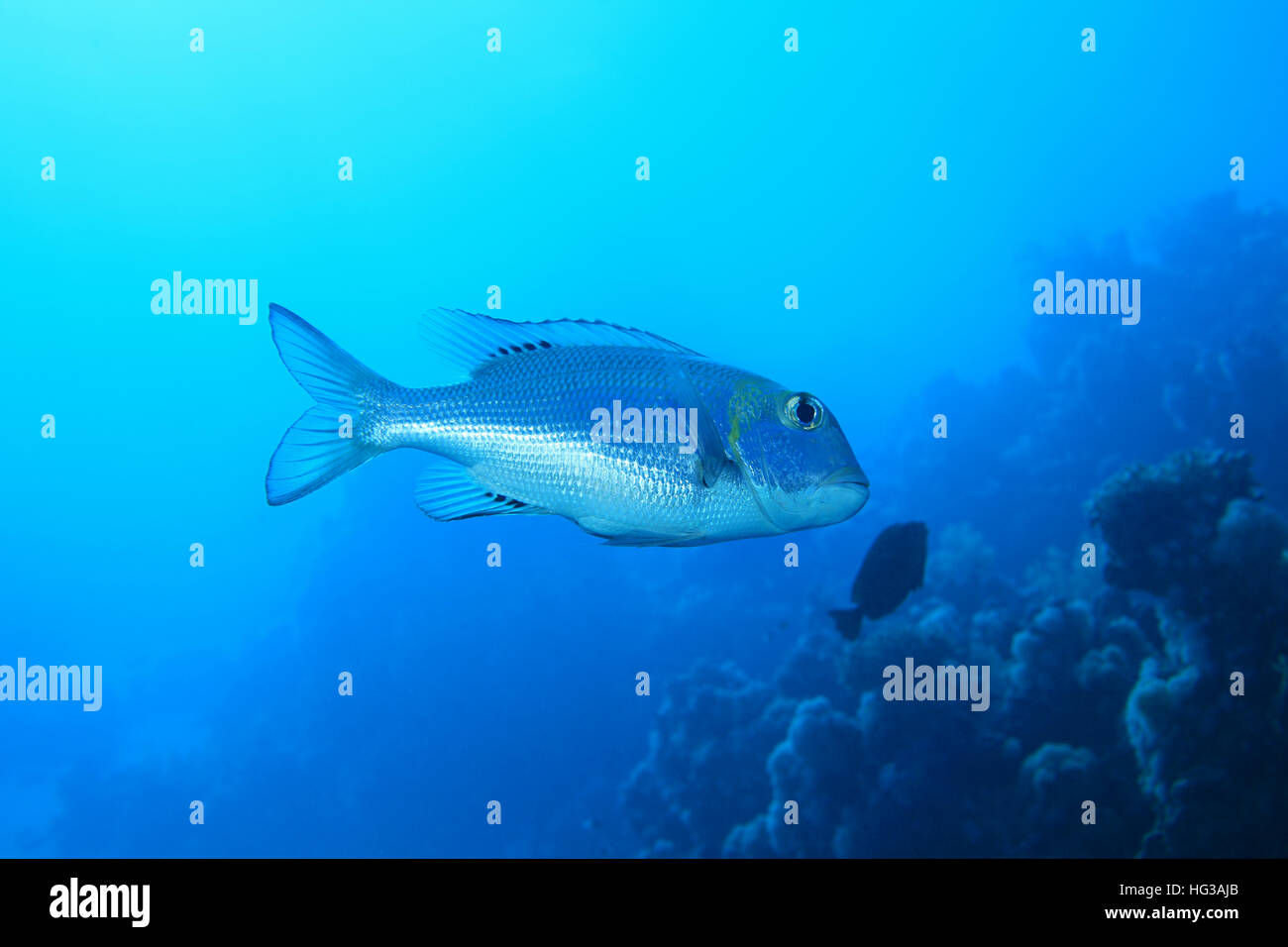 Bigeye emperor fish (Monotaxis grandoculis) underwater in the tropical reef of the red sea Stock Photo