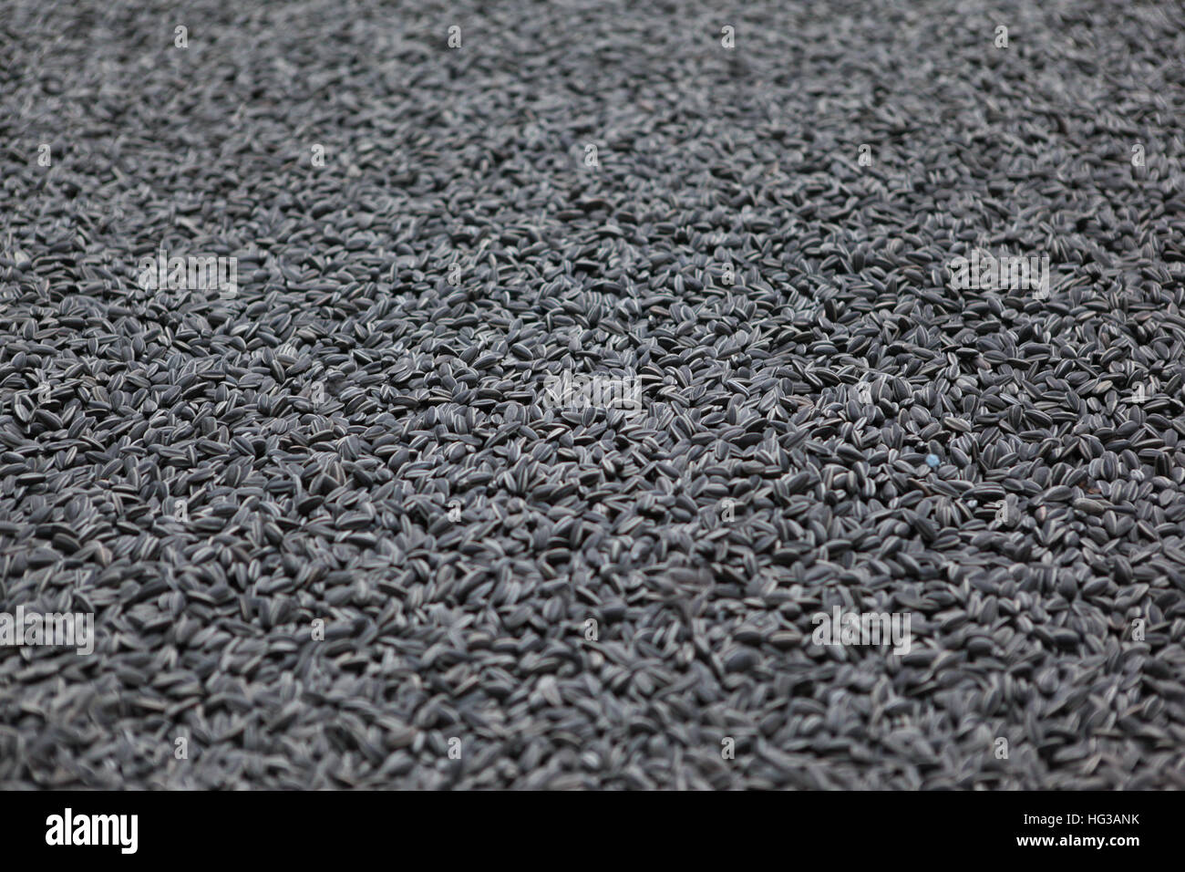 The Al Weiwei exhibiton of sunflower seeds, in the Turbine Hall of the Tate Modern. London. Stock Photo