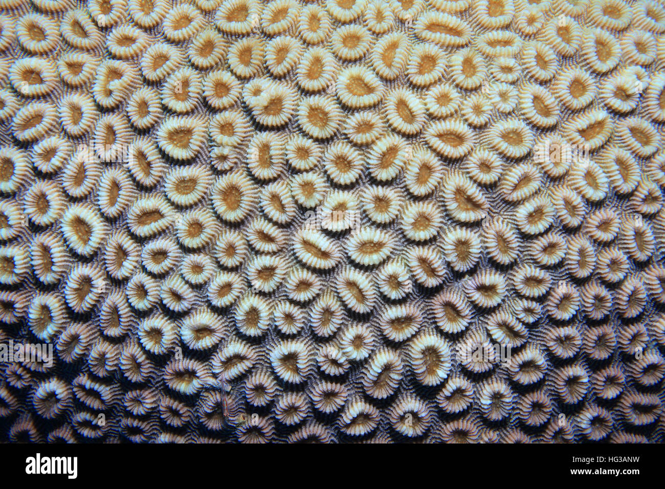 Brain coral (Favia favus) underwater in the coral reef Stock Photo