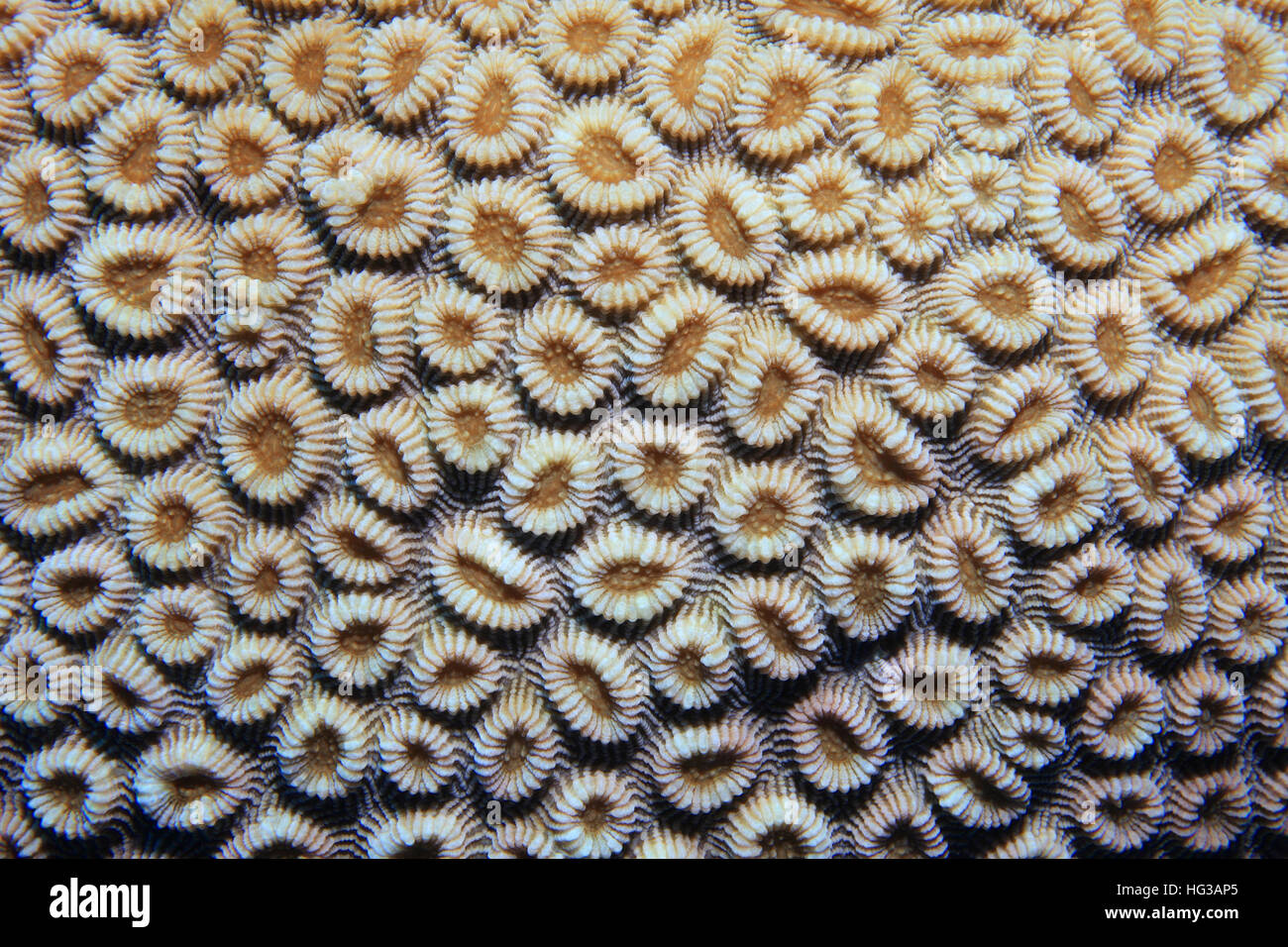 Coral polyps of brain coral (Favia favus) underwater in the coral reef Stock Photo