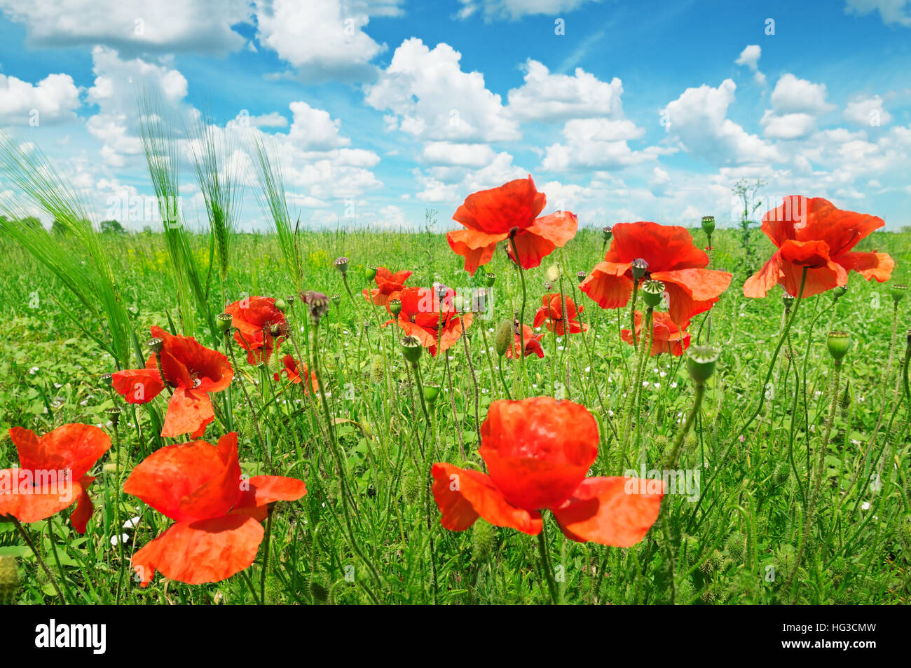 poppies on green field and blue sky Stock Photo - Alamy
