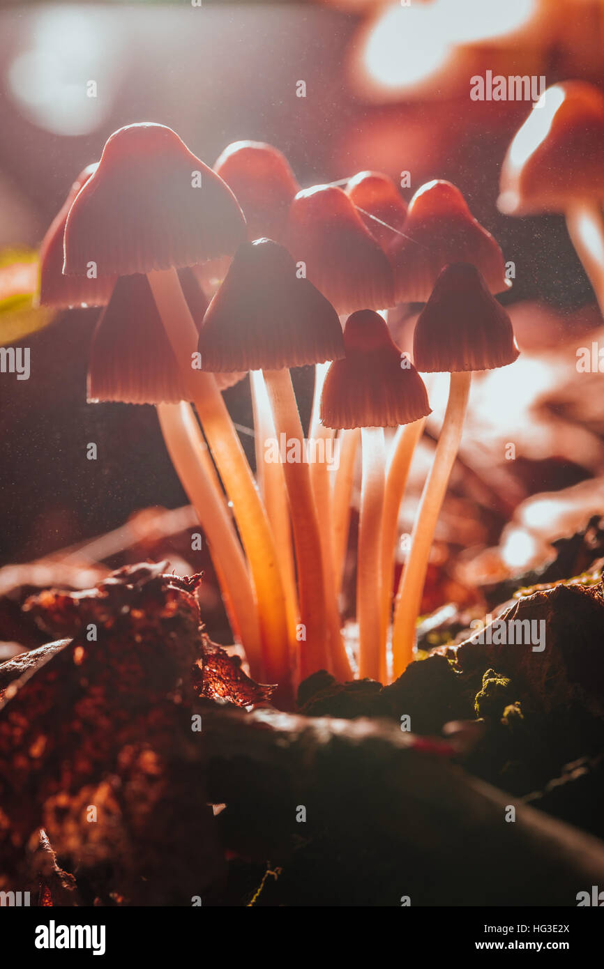 many little mushrooms on a tree stump close-up of the sun. Stock Photo