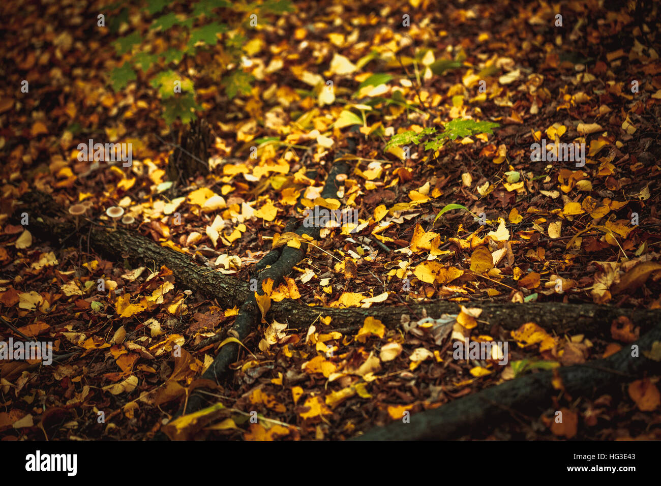 autumn leaves yellow and green on the ground in the forest Stock Photo ...