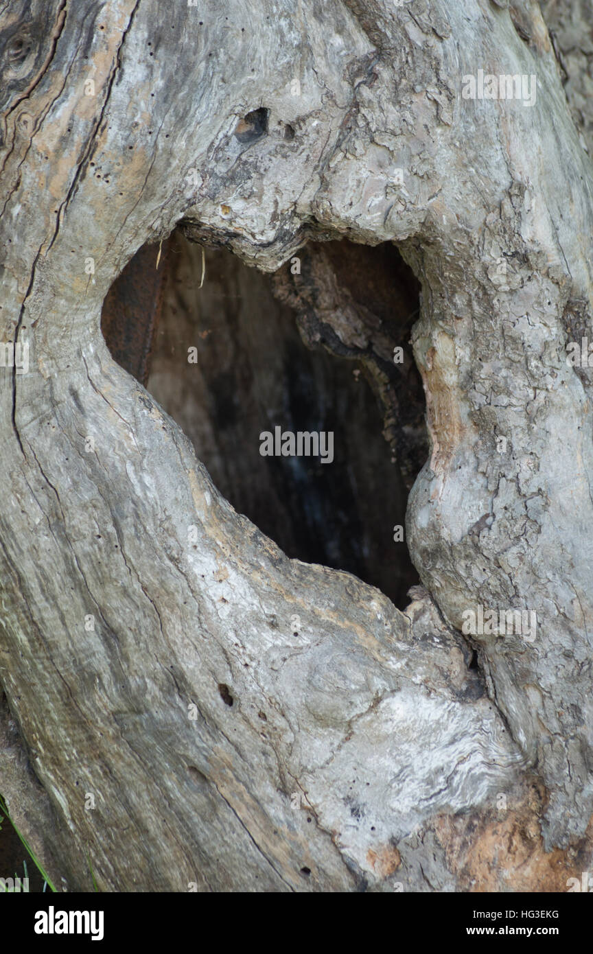 An old apple tree with a natural heart shaped hole in the old hollow tree trunk Stock Photo