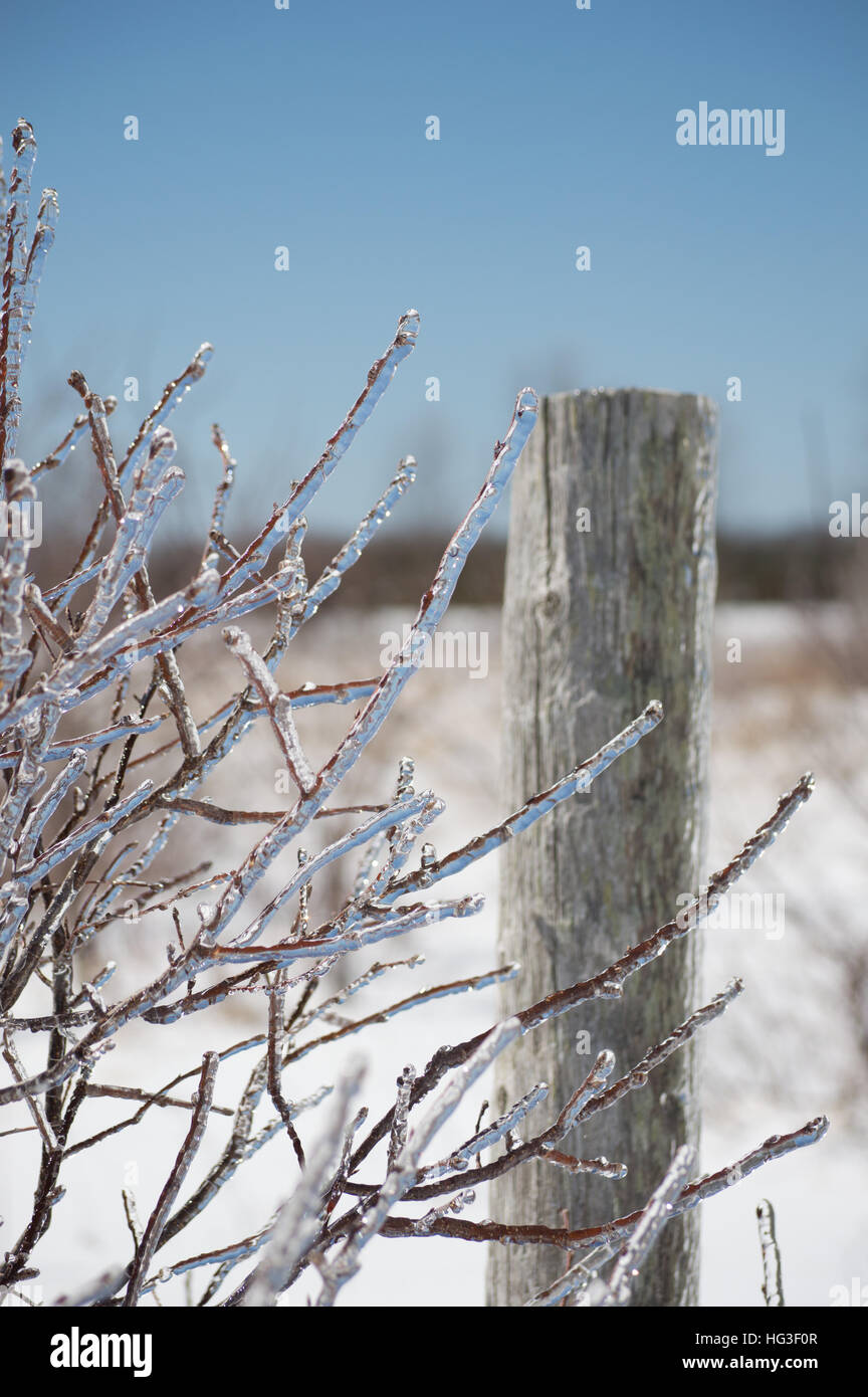 A bright brilliant closeup of ice encrusted dogwood (cornus) twigs and an old cedar fencepost against a bright blue sky Stock Photo