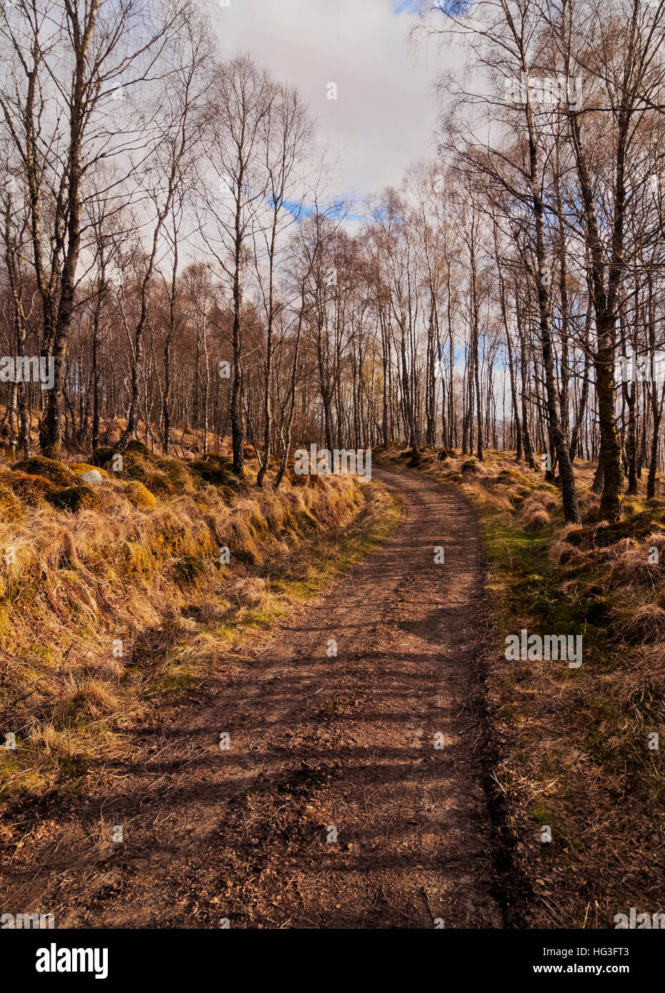 UK, Scotland, Highlands, Forest of the Roy Bridge Stock Photo Alamy