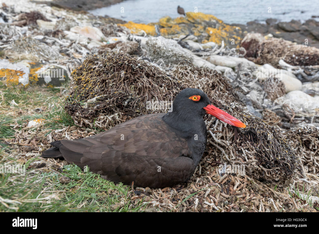 Oystercatcher nest hires stock photography and images Alamy