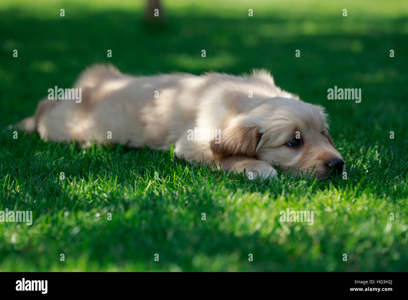 Golden retriever puppy in the garden on the grass Stock Photo - Alamy