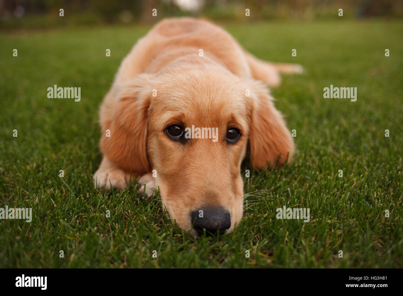 Sad golden retriever puppy hi-res stock photography and images - Alamy