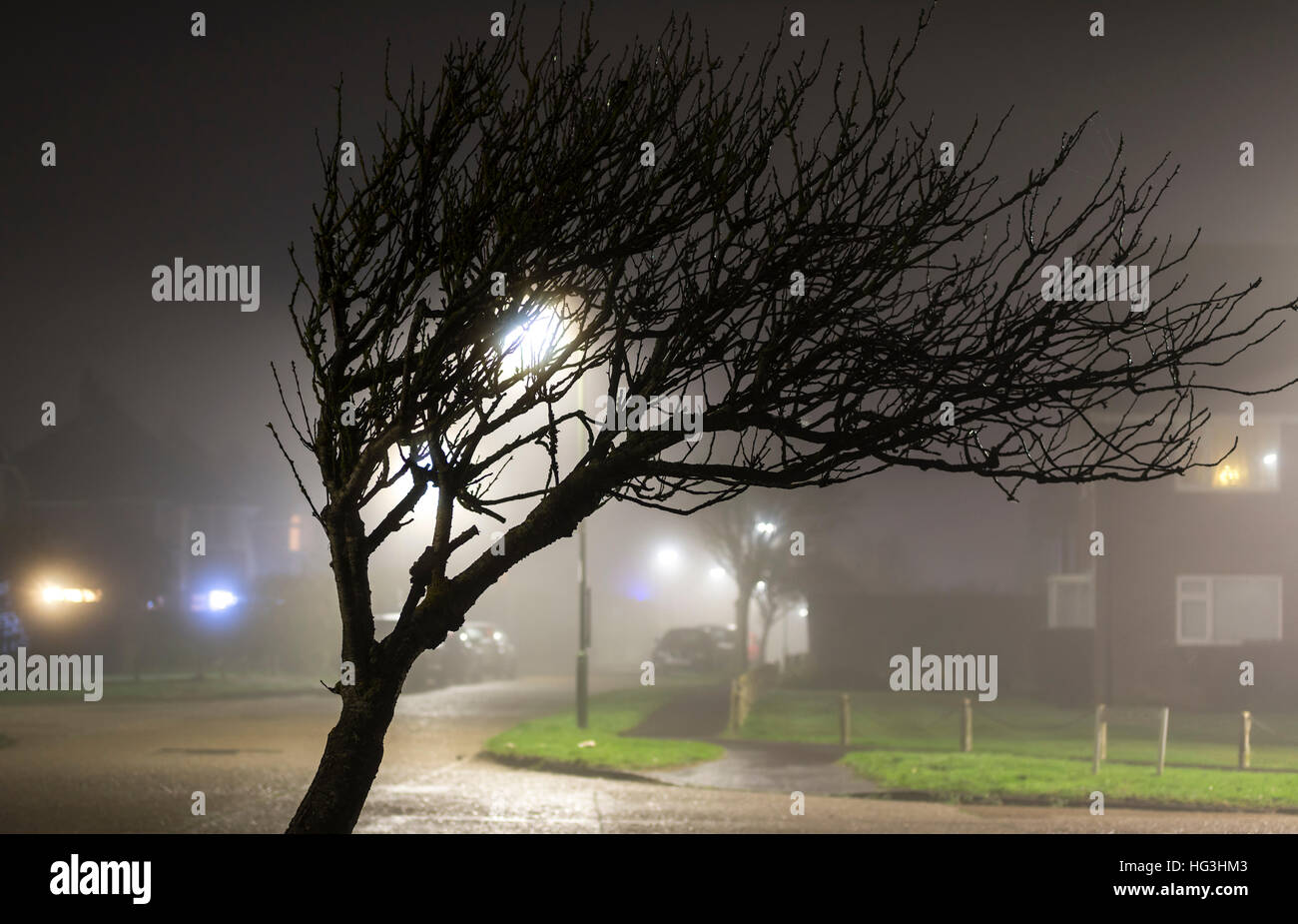 Tree leaning over at night in misty weather. Foggy weather. Mist at night. Fog at night. Stock Photo