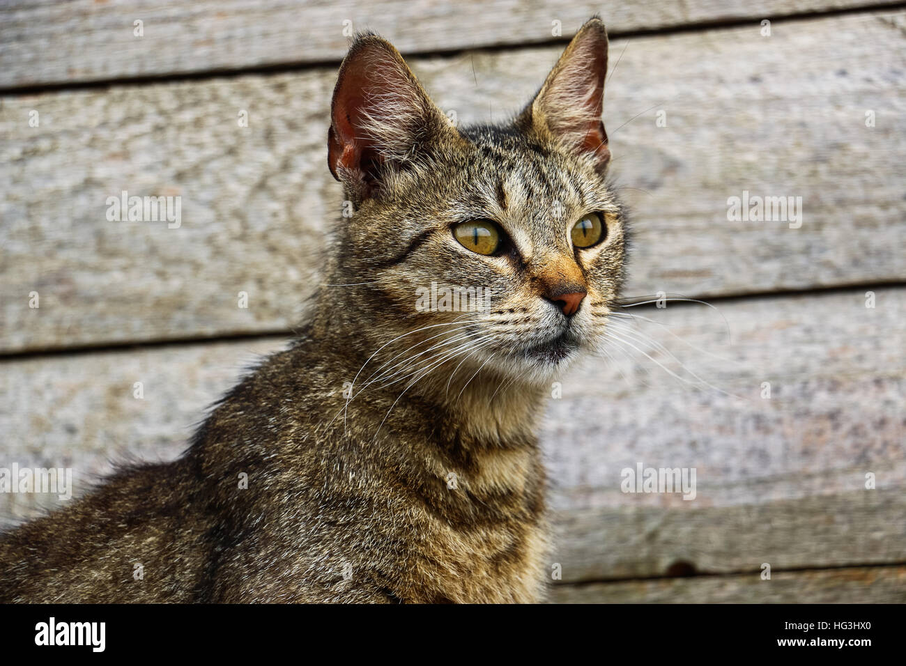 4k cat wallpaper hi-res stock photography and images - Alamy 4k cat wallpaper hi-res stock photography and images - Alamy
