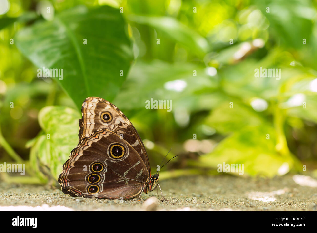 Butterfly closeup from Aruba Stock Photo