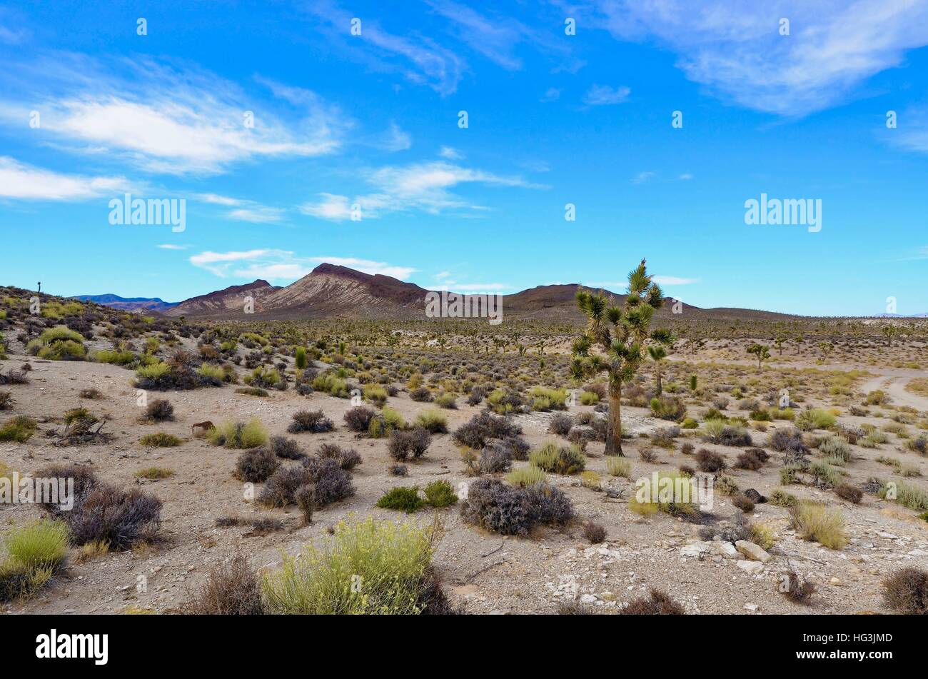 Visa of desert shrubbery with a lone Joshua Tree and mountains in the background Stock Photo