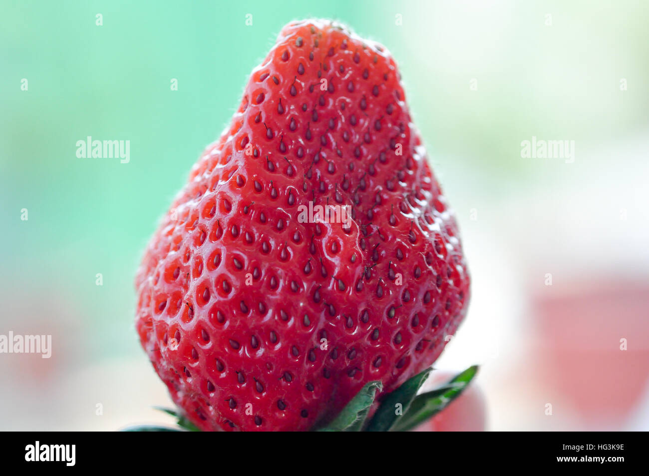 Red Fragaria Or Wild Strawberries, Wild Strawberry. Stock Photo