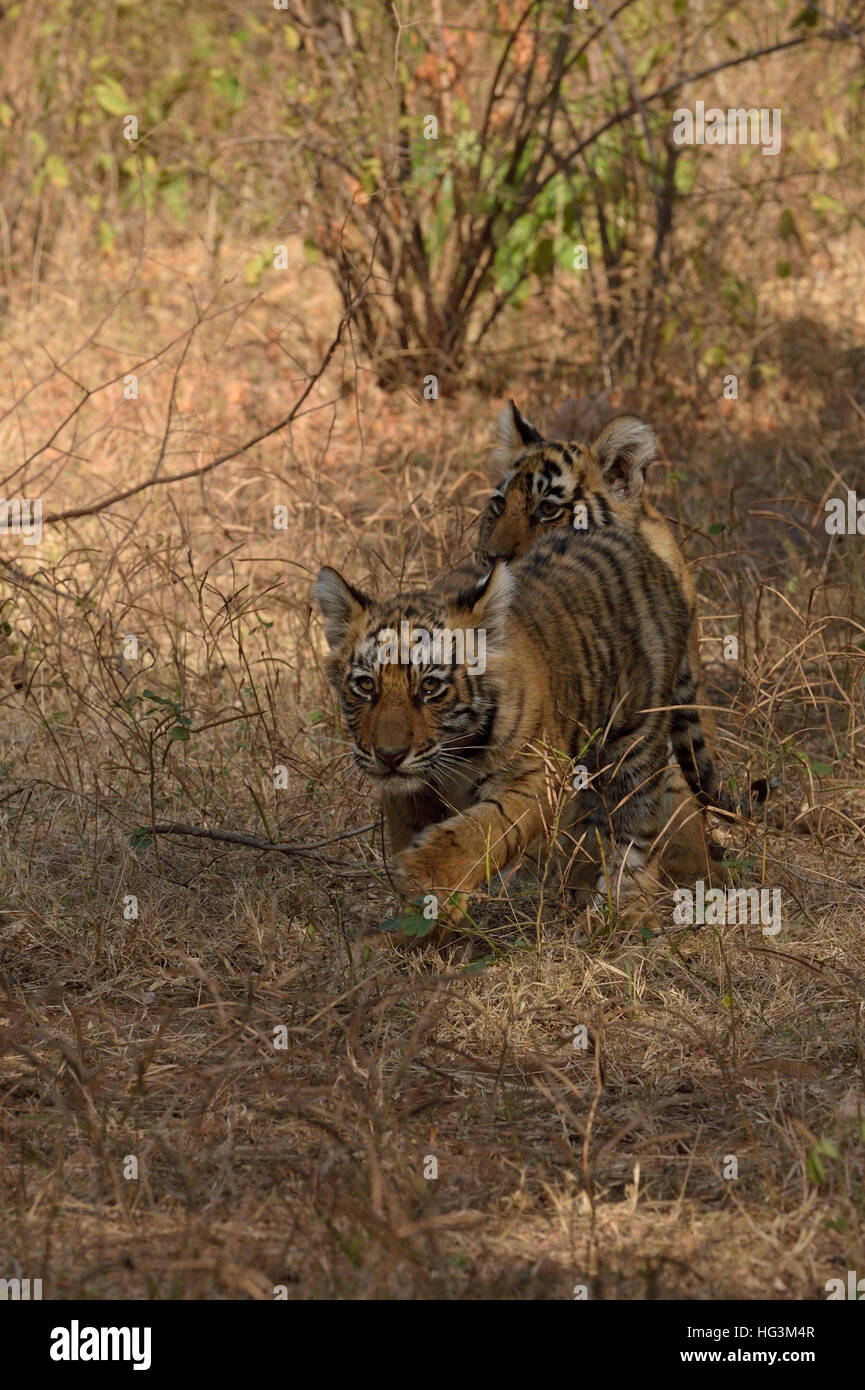 Wild Indian Tiger cubs, twins, in the dry forests of Ranthambore national park in Rajasthan, India. Stock Photo