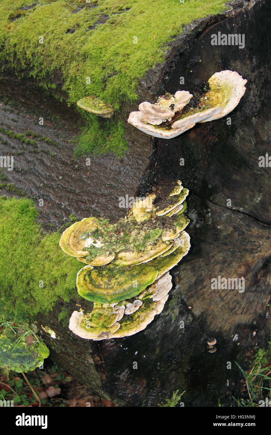 Lumpy Bracket fungi (Trametes gibbosa), Ranmore Common, North Downs, Surrey, England, Great Britain, United Kingdom UK Europe Stock Photo