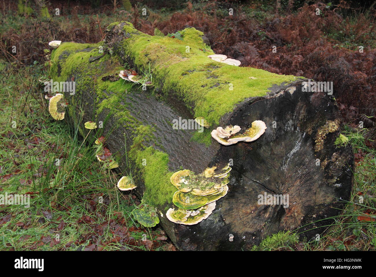 Lumpy Bracket fungi (Trametes gibbosa), Ranmore Common, North Downs, Surrey, England, Great Britain, United Kingdom UK Europe Stock Photo