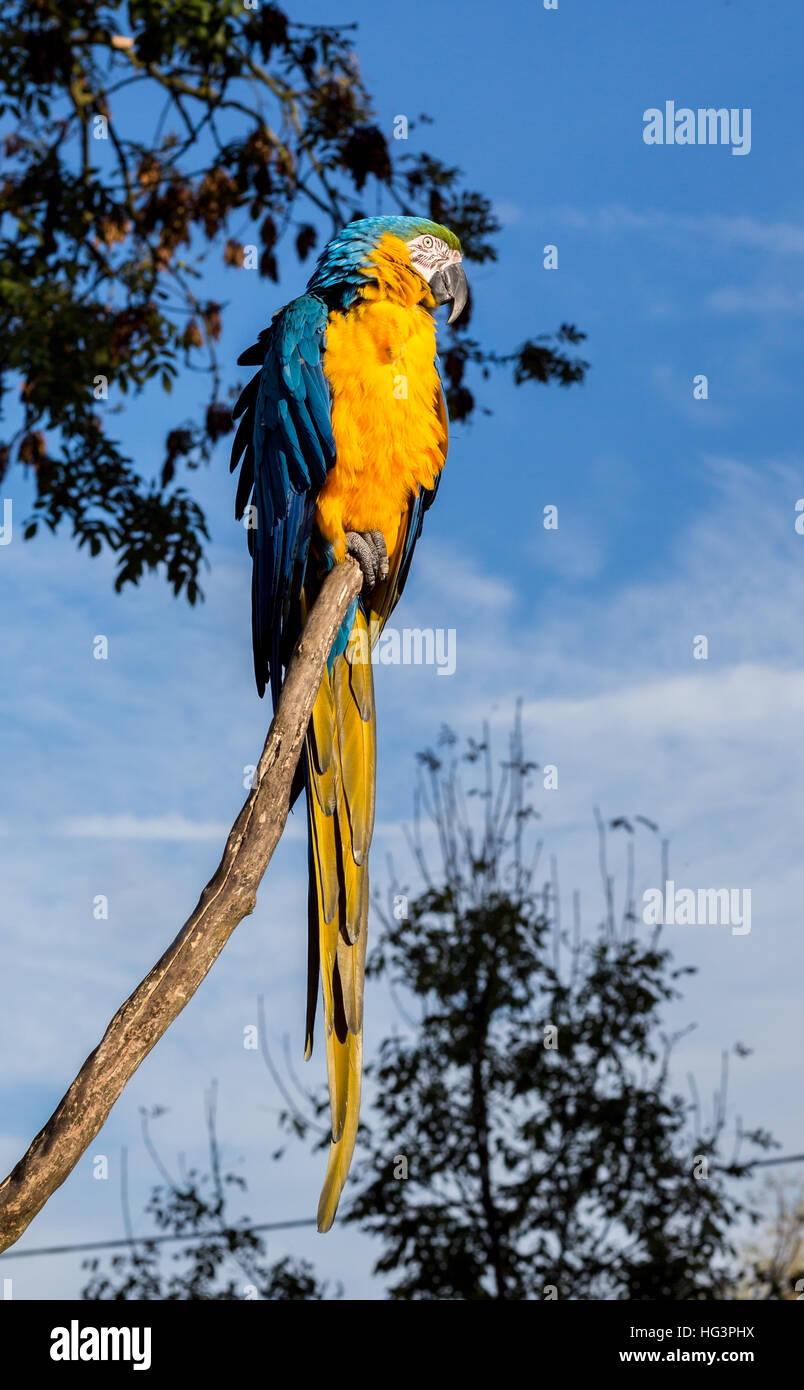 Blue and gold Macaw Stock Photo Alamy