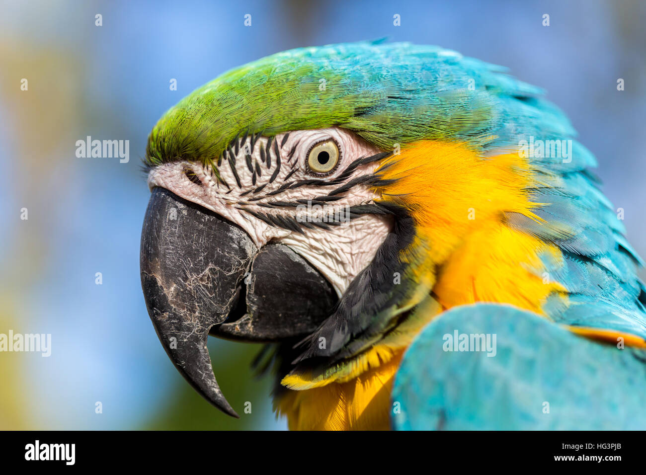 Photo inspiration: Visual Reference: Blue And Gold Macaw Weight Blue And Yellow Macaw Species