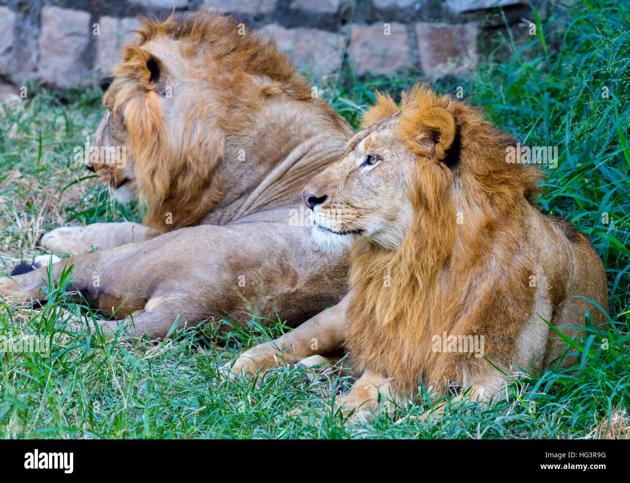 Lion of india hi-res stock photography and images - Alamy