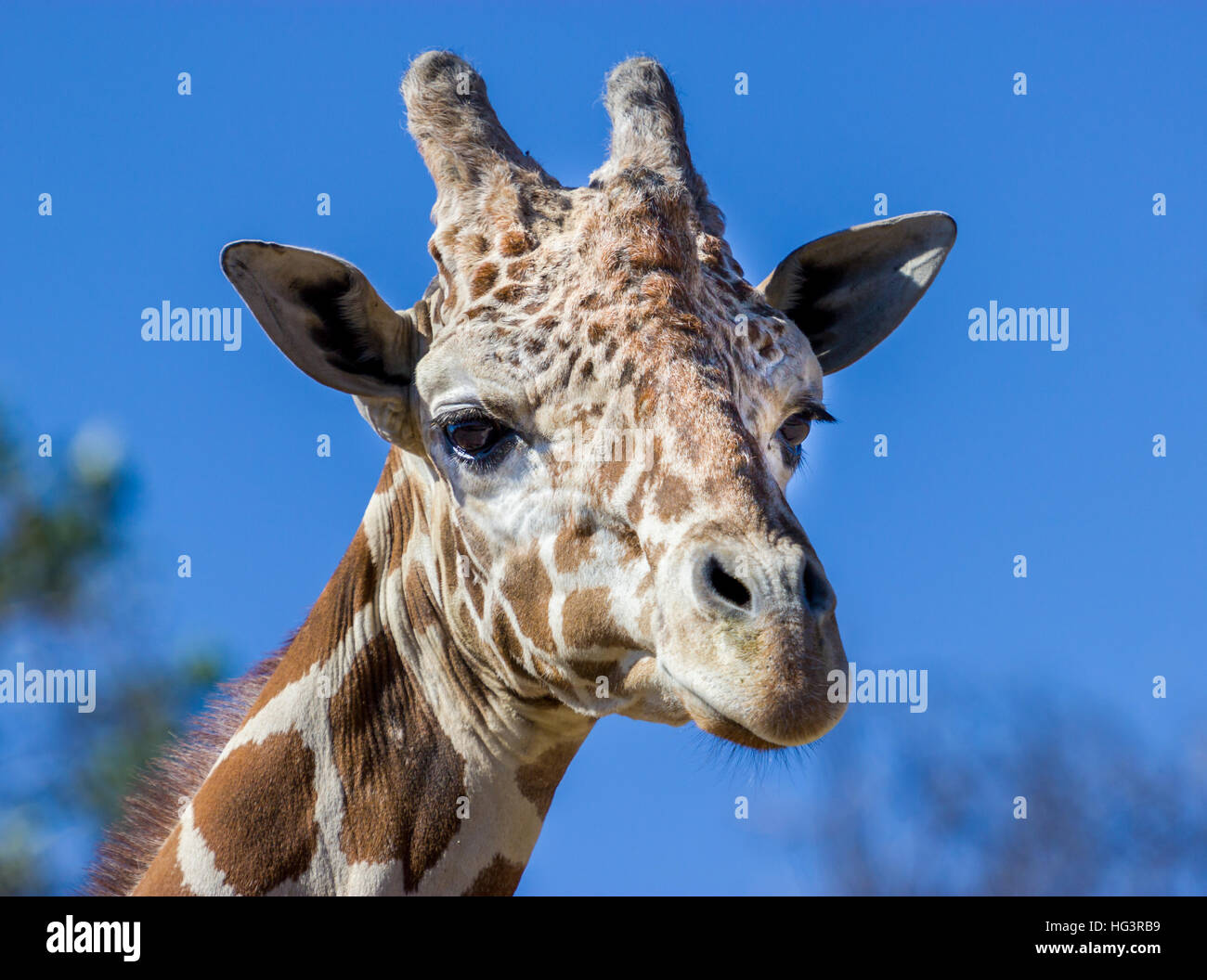 Why giraffe horns Why giraffe horns