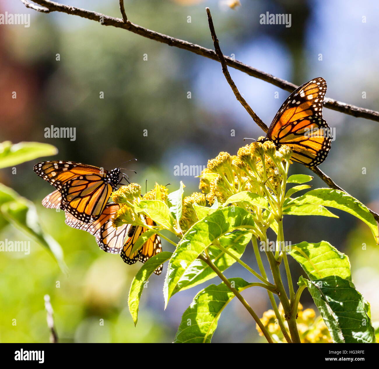 Monarch Butterfly migration to Mexico Stock Photo Alamy