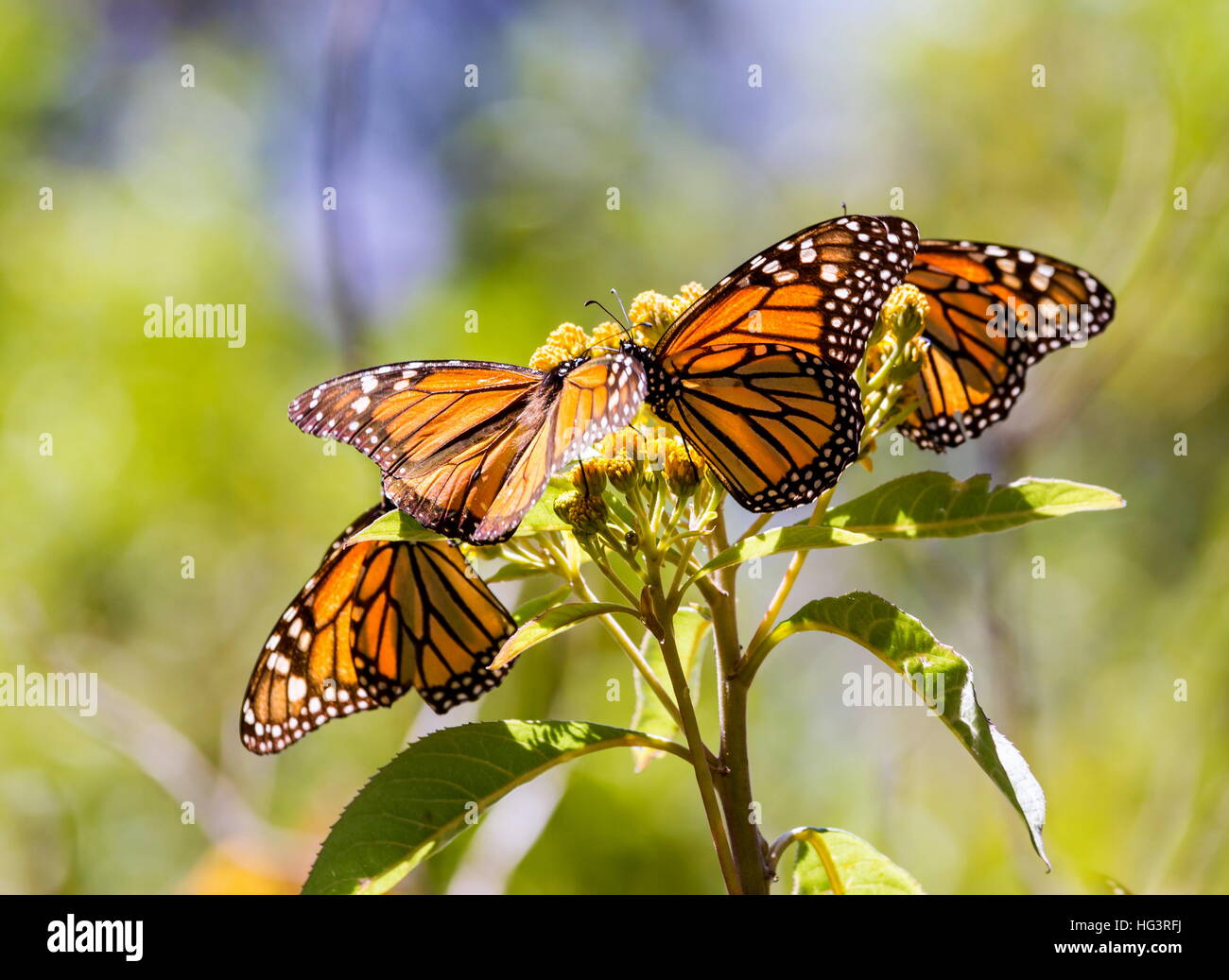 Monarch Butterfly migration to Mexico Stock Photo Alamy