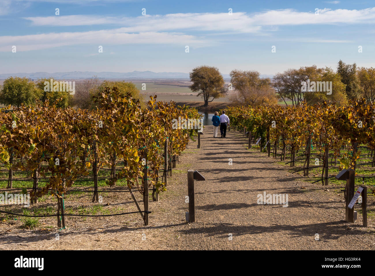 People, wine tasting, vineyard tour, Ram’s Gate Winery, Sonoma, Sonoma County, California Stock Photo