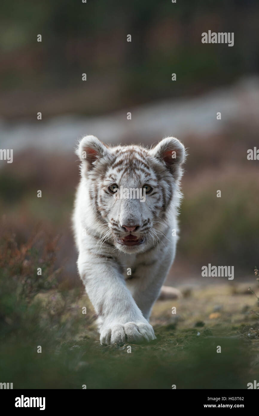 Royal Bengal Tiger ( Panthera tigris ), white morph, young, cute, sneaking straight towards the photographer, frontal shot. Stock Photo