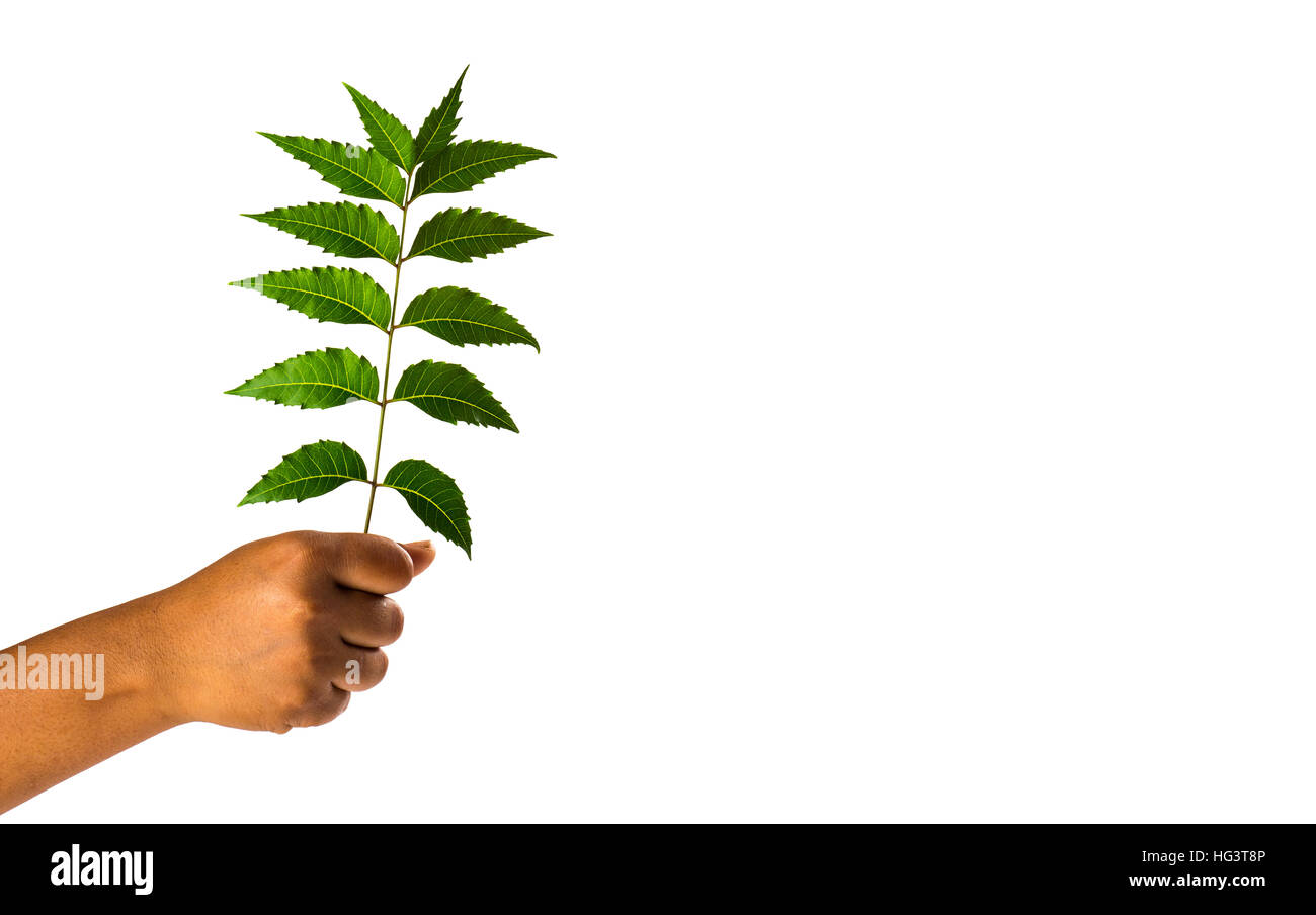 Hand holding Neem leaves - Azadirachta indica Stock Photo - Alamy